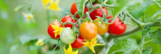 Comment réussir ses plants de tomates ?